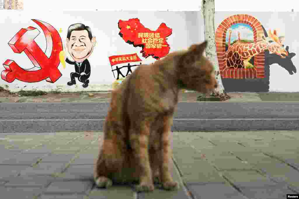 2018年9月28日,上海一条街上的猫和宣传画,画上有习近平的漫画形象、中共党徽和中国地图,还有文字“民族团结,社会稳定,国家统一”。右侧,一只长颈鹿出墙来,那是一幅立体画。