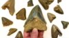 Study: Ancient Sharks Might Have Competed Against Each Other