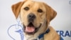 Furry blood sugar monitors work better than electronic ones