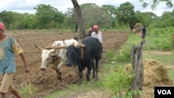 Agricultores na Huíla