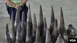 Petugas di bandara Hong Kong menyita cula-cula badak selundupan, yang umumnya berasal dari Afrika (foto: dok).