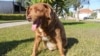Guinness World Records Investigates ‘World's Oldest Dog’