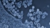 China Reports Second Bird Flu Case in October