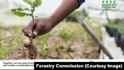 International Tree Planting Day Zimbabwe 2024