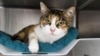 Missing Cat Turns Up Three Years after California Disaster