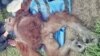 Orangutan di Sampit Berhasil Diselamatkan pasca Laporan via Medsos