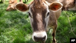 FILE - In this May 8, 2018, filephoto, Burger King is announcing its work to help address a core industry challenge: the environmental impact of beef. 