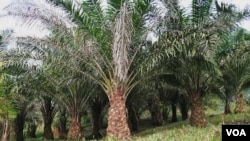 Untuk bisa kembali mengekspor sawit ke AS, Indonesia harus menunjukkan bahwa perkebunan sawit asal Indonesia ramah lingkungan (foto dok: perkebunan kelapa sawit).