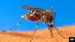 FILE - An aedes aegypti mosquito on human skin.