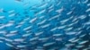 Oceans Get a Health Check
