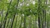 Preocupa deforestación mundial