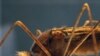 Científicos contra los mosquitos