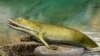Scientists: Ancient Fish Early Bones Found in the Human Hand
