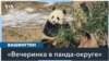Дебют новых панд в зоопарке Вашингтона 