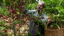 ኢትዮጵያ ከአሜሪካው "አጎዋ" እና ከቻይናው ነጻ ታሪፍ ተጠቃሚ ናት?