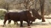 Saf / Rhino Horns