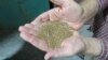 The Teff Company co-founder Wayne Carlson shows the tiny grains of teff before cleaning. There are 2,500 to 3,000 grains per gram. (Credit: Tom Banse)