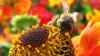 Scientists Say Car Fumes Affect Pollinating Insects 