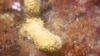 Extract from Antarctic Sponge Could Open New Front against MRSA 
