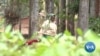 Some Kenyan Farmers Growing Herbal Stimulant Instead of Food Crops