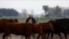 Agro de Argentina confía en que coalición centroderecha cambiará políticas frente a primarias
