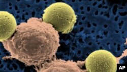 Gambar mikroskop dari sel-T (tengah) yang kemudian dimasukkan ke dalam tubuh pasien leukemia. (AP)