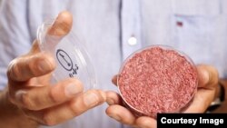 Profesor Mark Post dari Universitas Maastricht, Belanda meluncurkan daging burger pertama yang dikembangkan di laboratorium dalam sebuah acara di London (Foto: David Parry/PA)