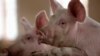 Swine Fever Virus in Animal Feed Raises China's Contagion Risk 