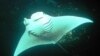 Rays Can't Hide From Satellites
