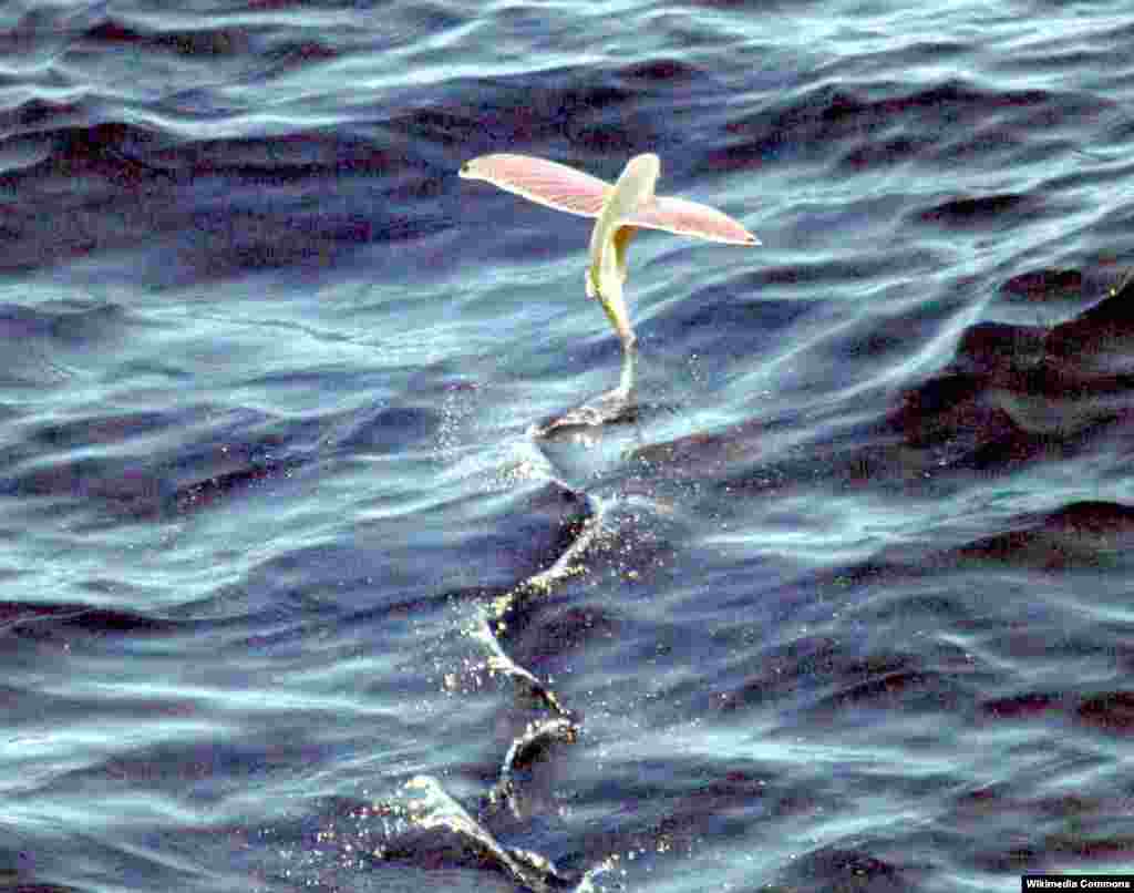 The flying fish does not fly – it glides above the water, trying to stay ahead and above its main predators, such as the mahi mahi. When the flying fish drifts down towards the sea surface, it beats its tail, giving itself the propulsion to stay ahead of its predators…for a while. But sooner or later it must return to the sea.