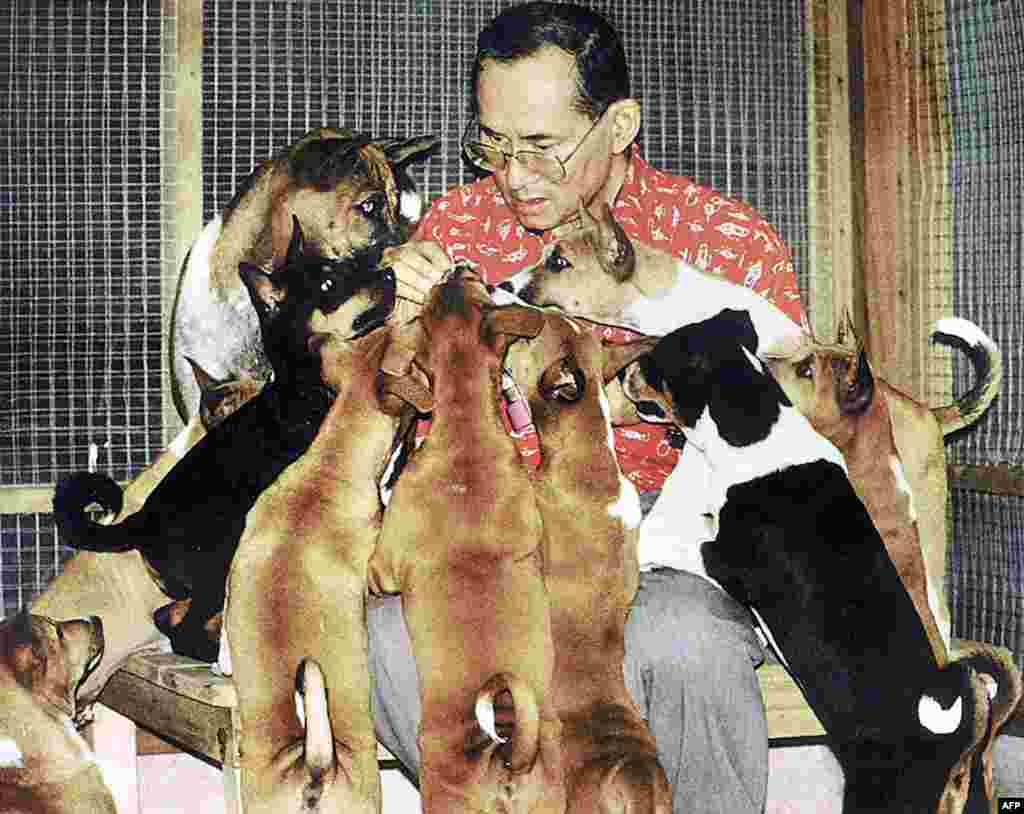 This undated handout photo received 26 Dec. 2002 shows Thai King Bhumibol Adulyadej and his dogs at the Royal Palace in Bangkok. The tale of a stray dog born that won the heart of the country's much-loved king has recently become the nation's latest publishing sensation.