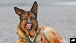 U.S. Marine dog Lucca rests after receiving the PDSA Dickin Medal, awarded for animal bravery, at Wellington Barracks in London, April 5, 2016.