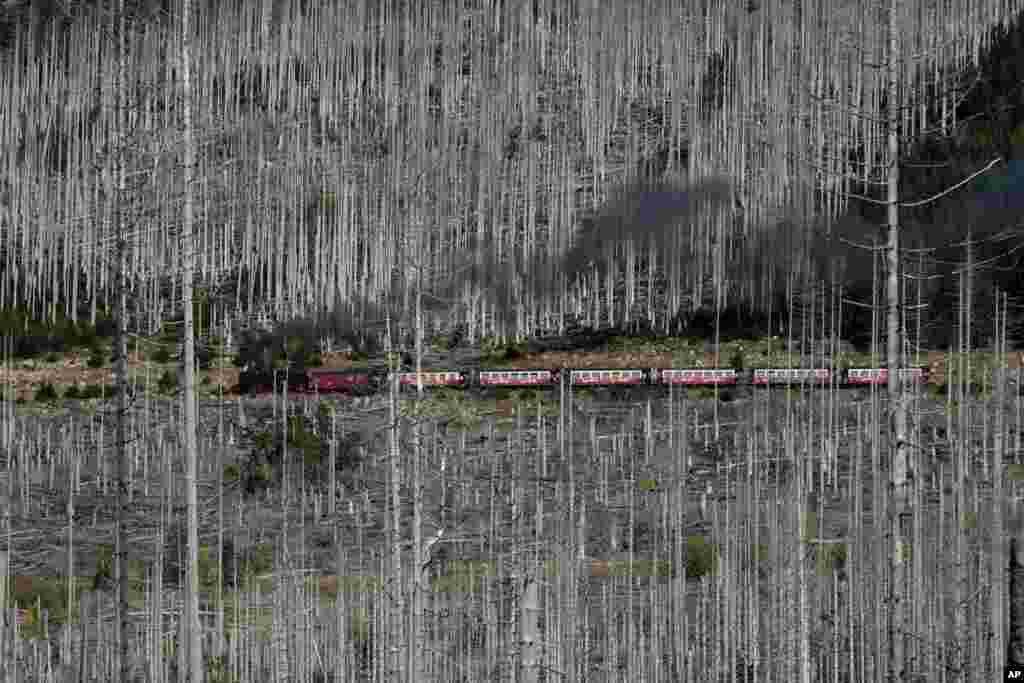 A steam train travels through the 'Harz' forest, damaged by bark beetle, at the 1,142-meter (3,743 feet) high Brocken mountain near Schierke, Germany.