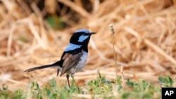 This photo provided by Jessica McLachlan shows a fairy-wren. Scientists have discovered that birds can learn to recognize alarm calls of other species, essentially by learning to eavesdrop in a second language. The Australian songbird called the fairy wren isn’t born knowing other birds’ chirps, but it can learn to recognize a few “words.” In a paper published Thursday, Aug. 2, 2018, in the journal Current Biology, scientists explained how they taught the birds the distress calls of other species. (Jessica McLachlan) 
