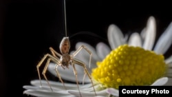 A ballooning spider might be sensing and using electrostatic fields to become airborne. (Photo: Michael Hutchinson)
