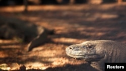 Seekor komodo di Taman Nasional Komodo di Pulau Komodo, Provinsi Nusa Tenggara Timur. (Foto: Reuters)