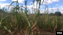 wilting crops