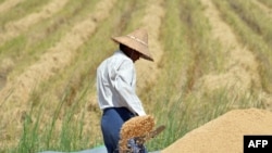 Myanmar farm workers