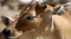FILE - A banteng. (AP Photo)
