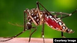 Mosquito