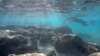 Hawaii Passes Bill to Ban Sun Care Products That Harm Coral
