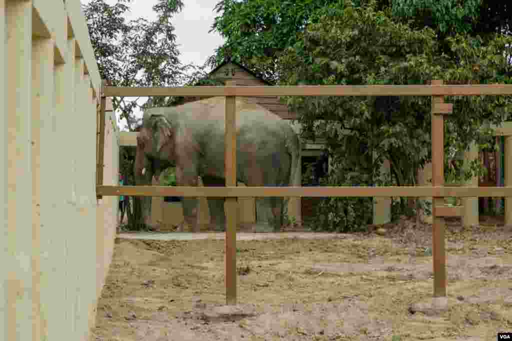 ដំរីឈ្មោះកាវ៉ាន (Kaavan) ដែលត្រូវបានគេស្គាល់ថាជាដំរីឯកោ បានចាប់ផ្តើមសម្របខ្លួនទៅនឹងស្ថានភាពរស់នៅ នៅដែនជម្រកសត្វព្រៃនៅកម្ពុជា ខេត្តឧត្តរមានជ័យ នៅថ្ងៃទី០១ ខែធ្នូ ឆ្នាំ២០២០។ (ហ៊ាន សុជាតា/VOA)