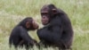 Victime du trafic, un chimpanzé quitte l'Irak pour un sanctuaire au Kenya