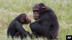 Deux chimpanzés en Afrique du Sud. 
