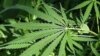 Ganja: Rekreasional atau Pendorong Performa Olahraga?