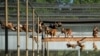How Primates Are Aiding the Fight Against COVID-19 in Louisiana