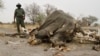 Poachers Target Africa's Lions, Vultures With Poison