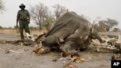 FILE - a game ranger stands next to a rotting elephant carcass poisoned by poachers with cyanide in Hwange National Park in Zimbabawe, Sept. 29, 2013. Hundreds of vultures in Namibia died after feeding on an elephant carcass that poachers had poisoned.