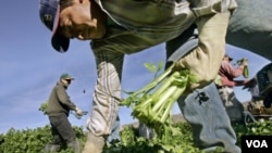Entre los trabajadores eximidos por la ley están los jornaleros agrícolas.