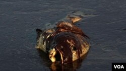 Bangkai ikan berlapis minyak ditemukan di pantai dekat pulau East Grand Terre, Louisiana. Bencana tumpahan minyak di Teluk Meksiko adalah yang terbesar sepanjang sejarah Amerika. Muncul kekhawatiran bencana ini akan berdampak serius pada kesehatan masyar